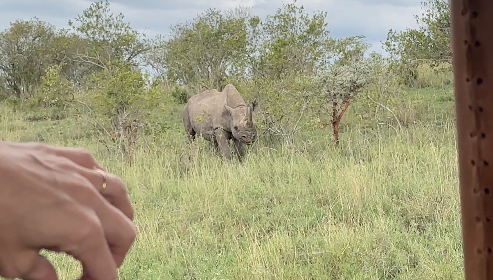 That's how close you are to a deadly animal, in an open vehicle. 