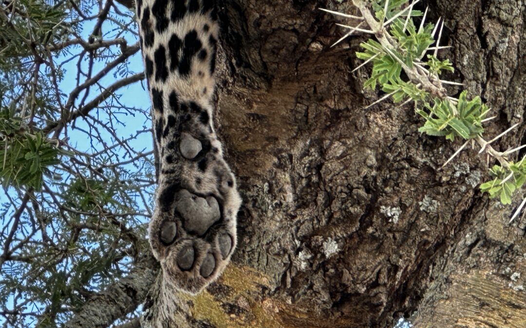 Gripping image of African Leopard lounging in a tree with it’s kill