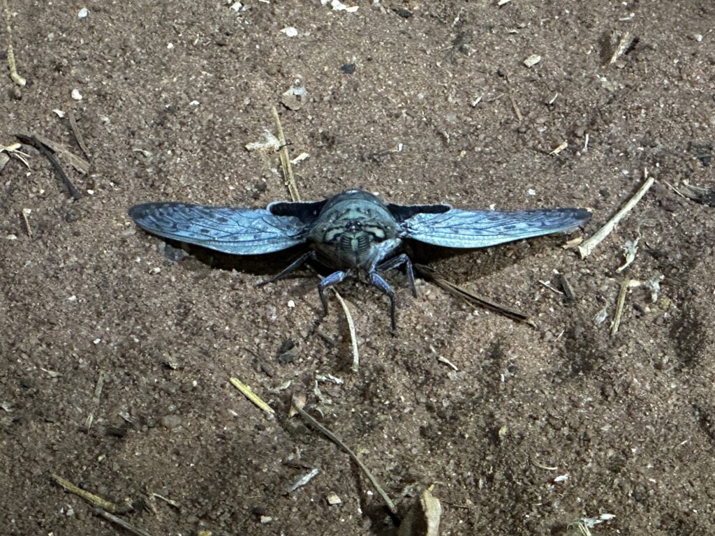 The Blue Moon cicada 