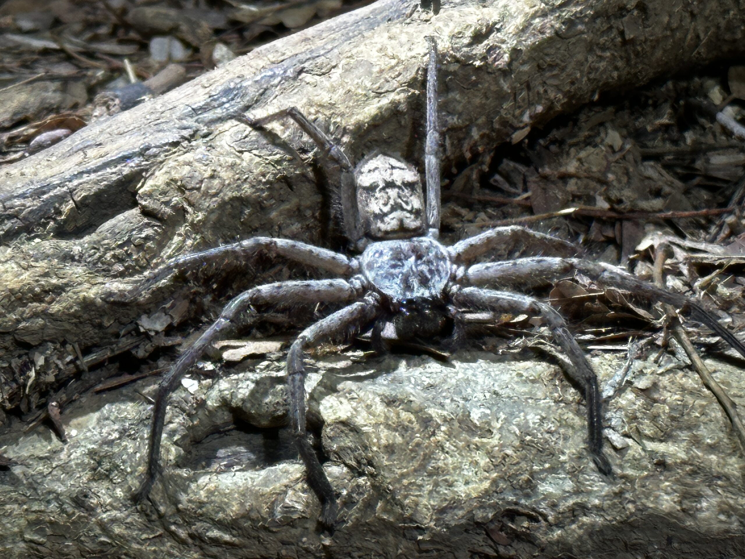 Giant Huntsman Spider 