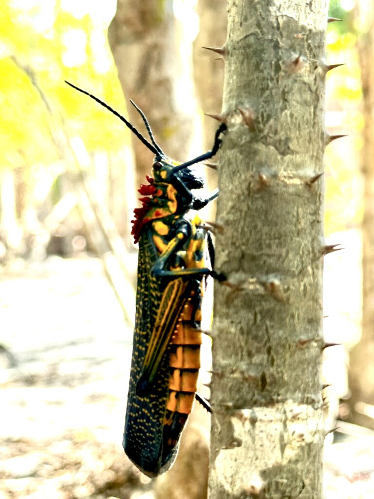 Rainbow Locust