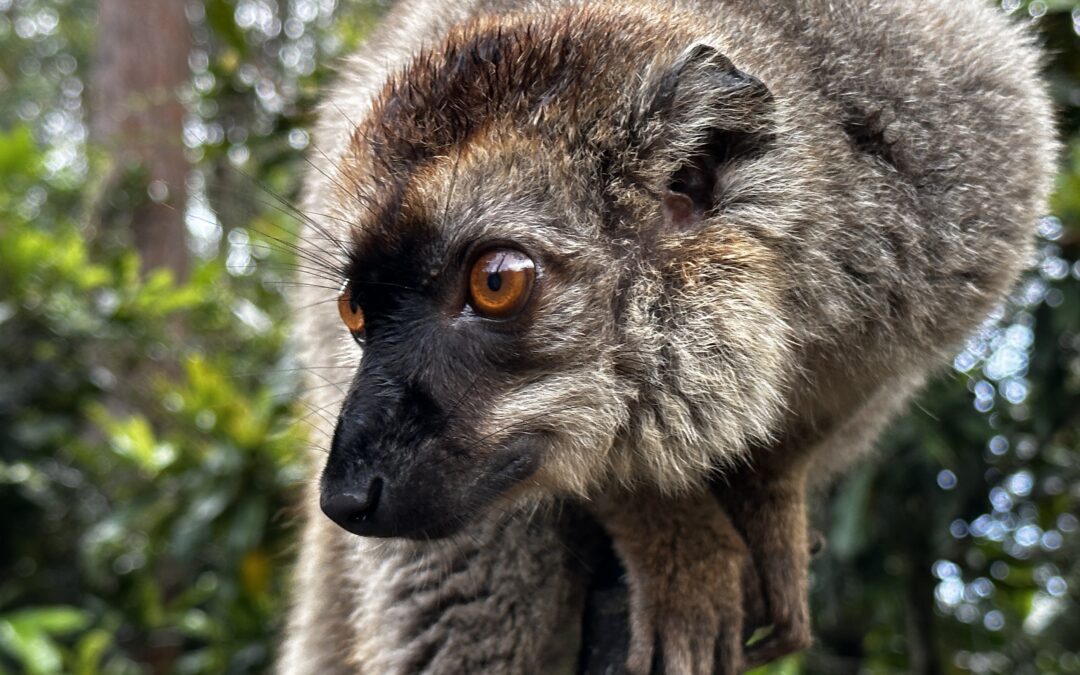 Lemur Island – Andasibe, Madagascar