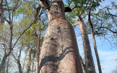 The Baobab Tree Forest in Northern Madagascar