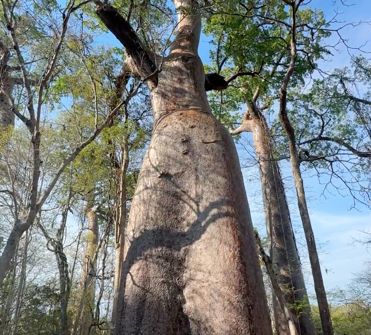 The Baobab Tree Forest in Northern Madagascar