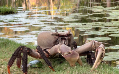 Incredible Giant Forest Crab on Madagascar