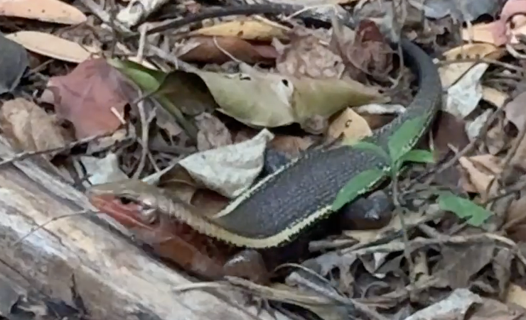 Madagascar Skink