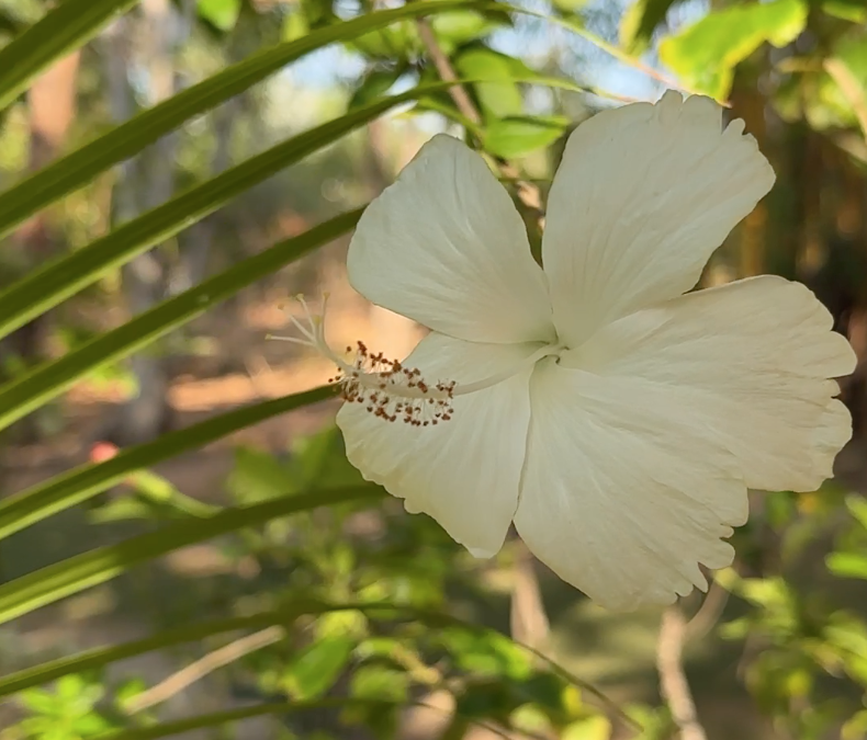 The majestic beauty of just a few of the plant life in Madagascar