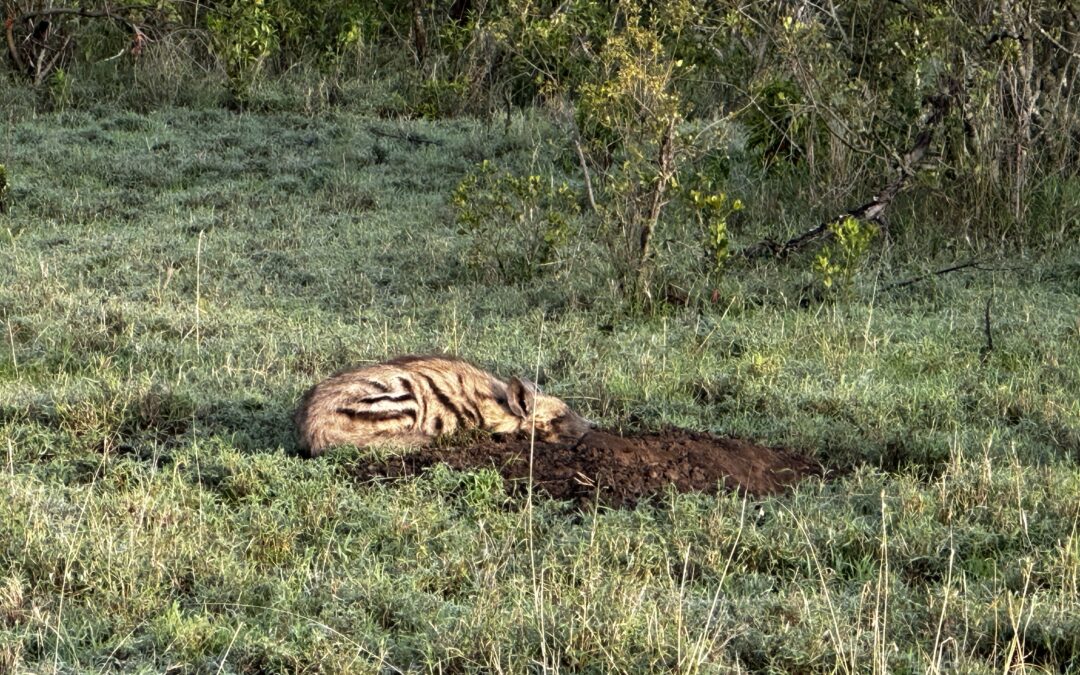 Striped Hyena – Maasai Mara