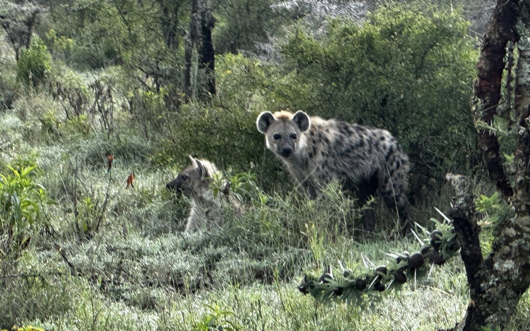 Spotted Hyena