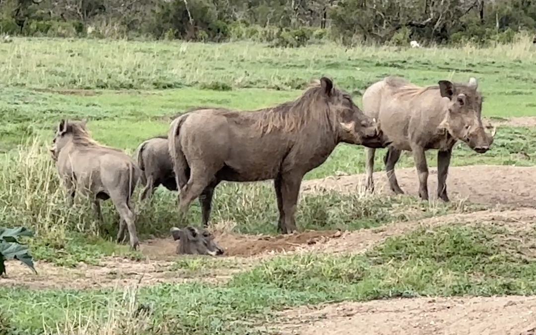 Family of Warthogs exiting the Burrow